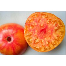 Редкие сорта томатов Интуитивная Прозорливость